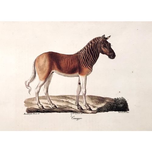 Quagga Horse Antique Print Engraving Werner 1824 Poster Animal Art Decor Gift