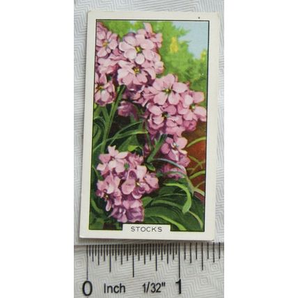 1938 Gallaher's Garden flowers No. 45 Stocks