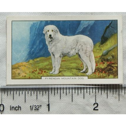 1938 Gallaher Dogs 2nd Series No. 35 Pyrenean Mountain Dog