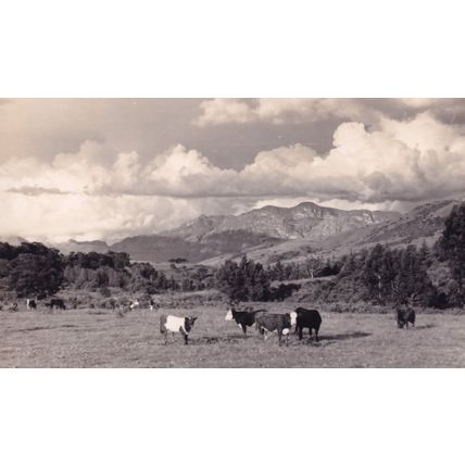 Cows on Chimanimani Mountains Vintage Rhodesia Real Photo Postcard