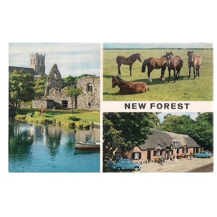 multiview, NEW FOREST.. used postcard 1965 postmark by Jonh Hinde =
