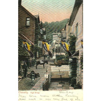 Clovelly, High Street, Devon, Rare Undivided Peacock Postcard 1903