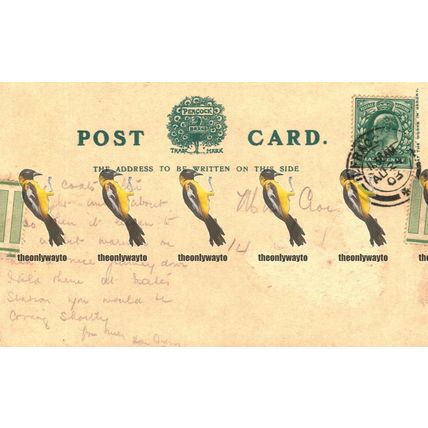 Clovelly, High Street, Devon, Rare Undivided Peacock Postcard 1903