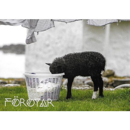 Posta: Tourist Postcard: Lamb Inspecting a Washing Basket