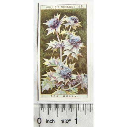 1923 Wills, Wild Flowers No. 35 Sea Holly