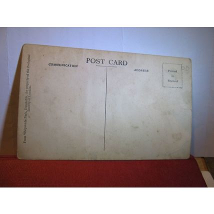 POLAR BEAR unused vintage postcard by WHIPSNADE ZOO photo by F W Bond #