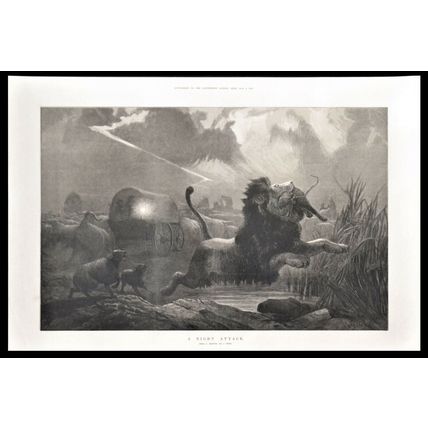 A NIGHT ATTACK 1872 Joseph Wolf - Lion VICTORIAN ENGRAVING