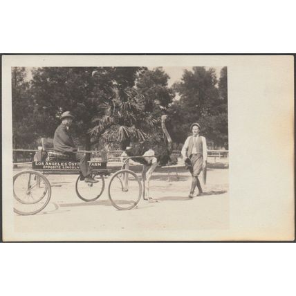 Los Angeles Ostrich Farm, Lincoln Heights, California, c.1920 - AZO RPPC