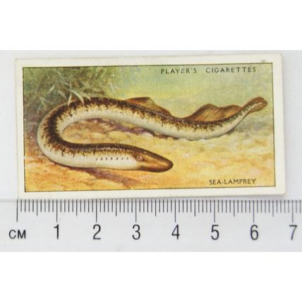1933 Players Fresh-water Fishes, pink back No. 25 Sea-Lamprey