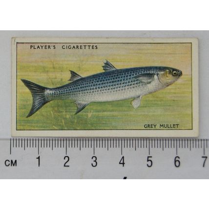 1933 Players Fresh-water Fishes, pink back No. 21 Grey Mullet
