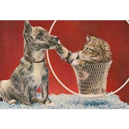 Cat Playing With Dogs Nose Acrobat Circus Hoop Basket Photo Postcard