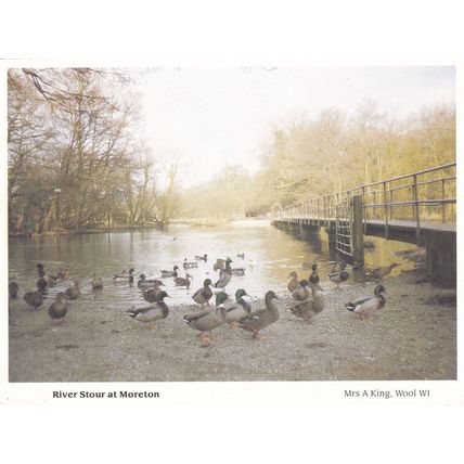 Birds at Dusk on River Stour Moreton Dorset Postcard