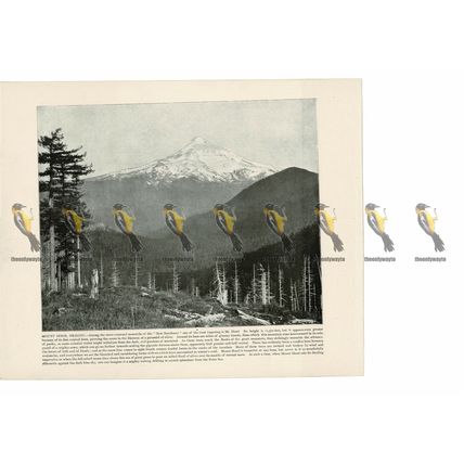 Mount Hood, Oregon, USA, Book Illustration (Print), 1899