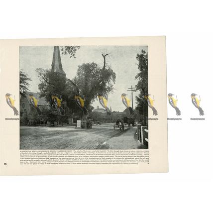 Washington Elm & Memorial Stone, Cambridge, Mass. USA, Book Illustration, 1899