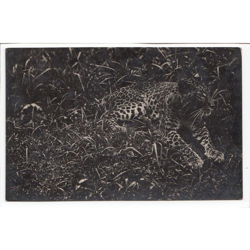Leopard RP Animal Postcard