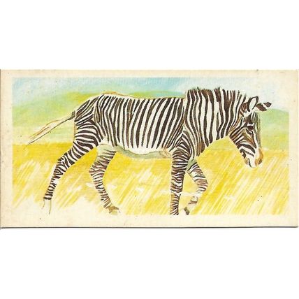 Vanishing Wildlife 1978 Brooke Bond Tea Card 23 - Grevy's Zebra