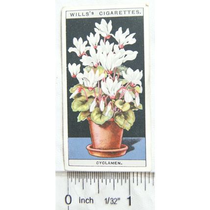 1925 Wills Flower Culture in Pots No. 19 Cyclamen
