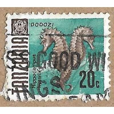 Spiny Seahorse 12388