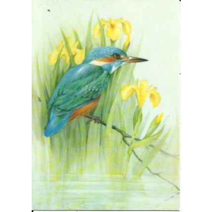 Art JEAN EVANS Kingfisher and Yellow Flags Postcard (Medici 2079)