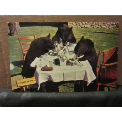 3 BLACK BEARS, CANADA used vintage postcard dated 1970