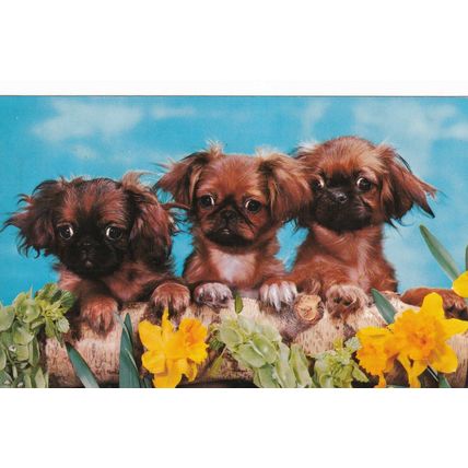 Pekinese Pups Postcard 1972 Posted VGC