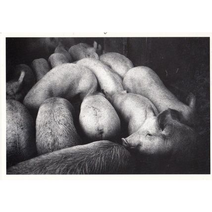 Courtepin Farming Pig Pen Pigs Cattle to Slaughter Switzerland Swiss Postcard