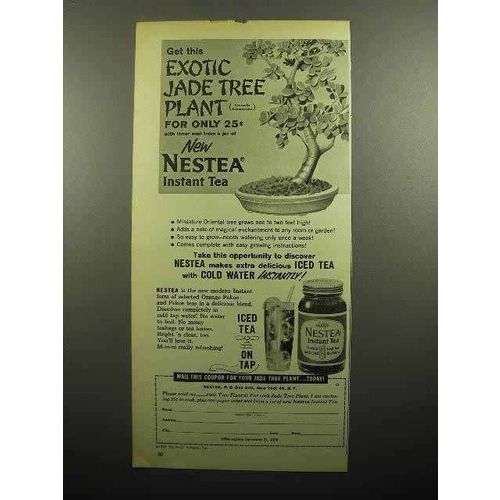 1959 Nestea Instant Tea Ad - Exotic Jade Tree Plant