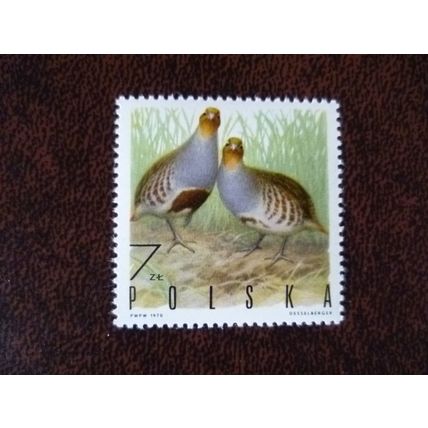 Poland 1970 Game Birds Grey Partridge mint stamp SG1974