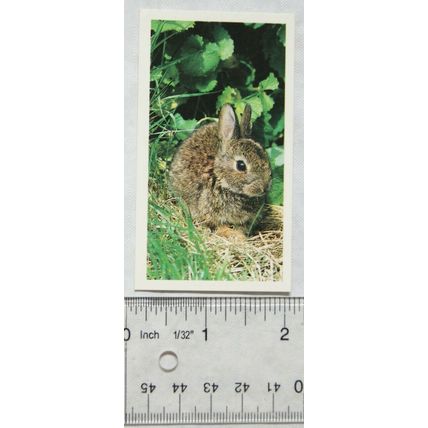 1990 Grandee Britain's Wayside Wildlife No. 29 Rabbit