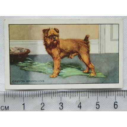 1936 Gallaher Dogs 1st Series No. 18 The Griffon Bruxellois