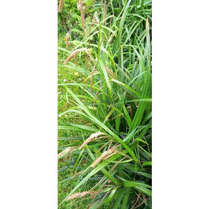 28" Weeping Sedge Carex Pendula Hardy Perennial Garden Plant Margin Pond plant