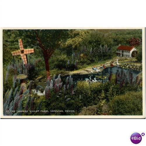 GB Postcard - The Lammas Violet Farm Dawlish Farm Devon