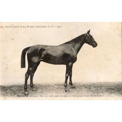 Infante La France Chevaline 1908 Race Horse Antique PB Postcard