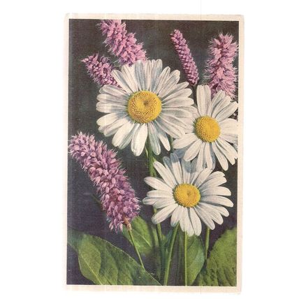OX-EYED DAISY & SNAKE WEED, flowers Swiss unused postcard =