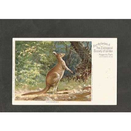 VINTAGE POSTCARD,KANGAROO,ZOOLOGICAL SOCIETY GARDENS,LONDON