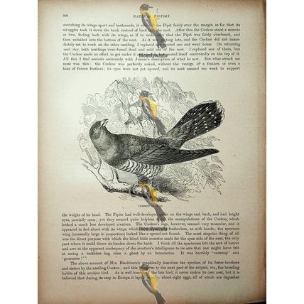 Common Cuckoo, Natural History Book Illustration, 1896