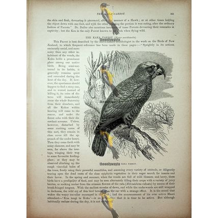 Kaka Parrot, Natural History Book Illustration, 1896