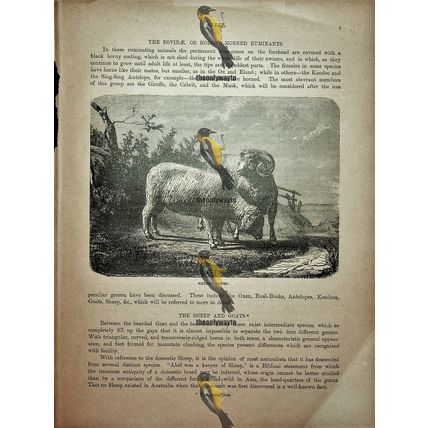Marino Sheep, Natural History Book Illustration, 1896