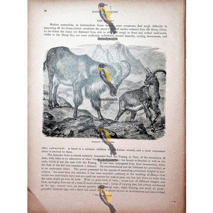 Barbary Wild Sheep (Ammon On Reverse), Natural History Book Illustration, 1896