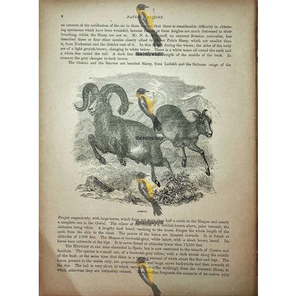 Ammon, Natural History Book Illustration, 1896