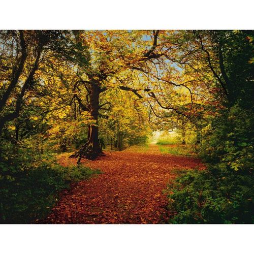 388x270cm Giant wallpaper mural photo wallpaper home decor Autumn forest scene