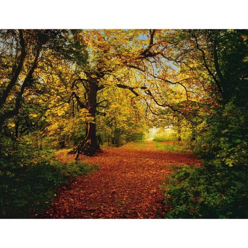 388x270cm Giant wallpaper mural photo wallpaper home decor Autumn forest scene