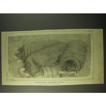 1887 Illustration of Improved Dorset Pigs