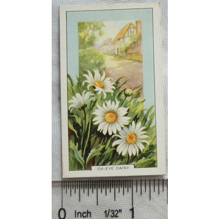 1939 Gallaher's Wild flowers No. 19 Ox-eye Daisy