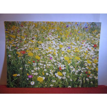 WILD FLOWER CORNFIELD, CHATSWORTH HOUSE, DERBYSHIRE unused vintage postcard =