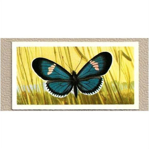 1964 Brooke Bond BUTTERFLIES OF THE WORLD Tea card 42