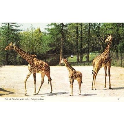 Giraffe Giraffes Paignton Zoo Devon Postcard