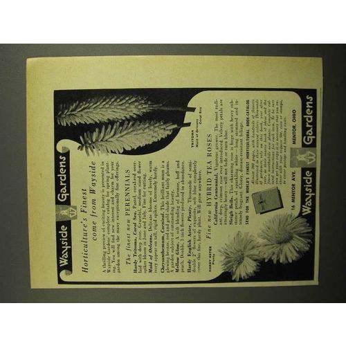1949 Wayside Gardens Ad - Tritoma & Hardy Aster