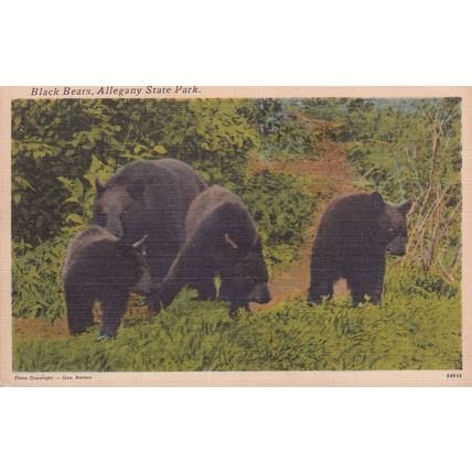 Black Bears at Allegany State Park Linen USA Old Postcard