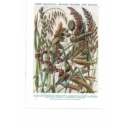 British Grasses & Sedges, Book Illustration, c1925